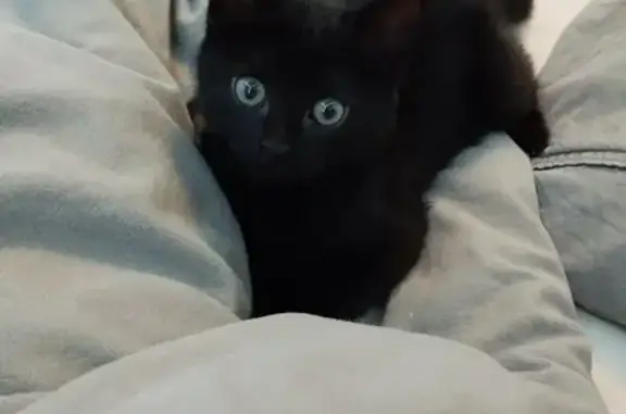 Chaton femelle trouvé à Haubourdin - photo