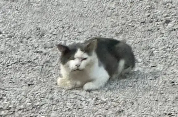 Chat trouvé craintif, Avenue de Pibonson, Mougins - photo