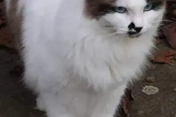 Chatte tricolore Lilou disparue à Vitré - photo