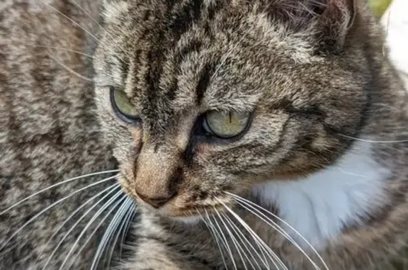Chat perdu, Arradon, photo: Chatte européenne de 8 ans disparue à Arradon