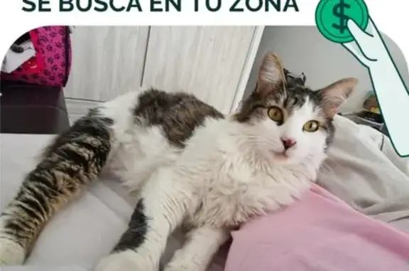 ¡Gato Perdido! Blanco con Manchas Únicas