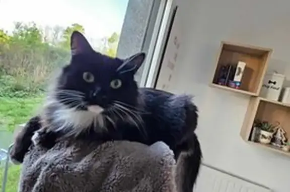 Chat Angora noir et blanc perdu à Cesson - photo