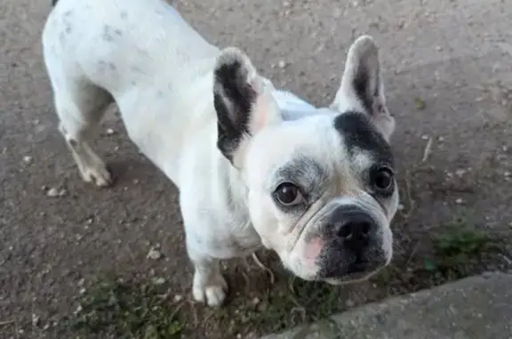 Petit chien trouvé à Varreddes, sans collier - photo