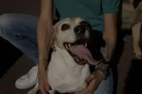 Chien trouvé Joigny, photo: Beagle mâle trouvé à Joigny, 19-20 juillet