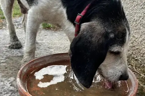 Chien mâle blanc-noir trouvé à Léguevin - photo