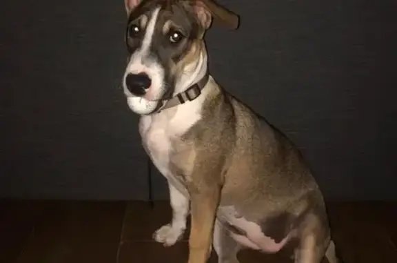 Animaux perdus Ceyreste, photo: Chienne croisée Coco perdue à Ceyreste