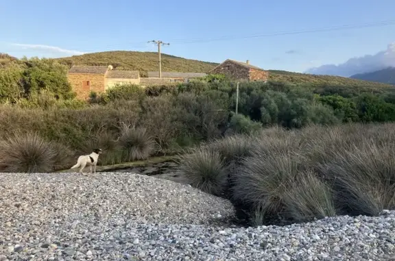 Grand chien gentil trouvé à Ersa, Tollare - photo