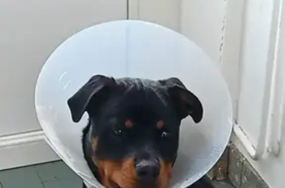 Chien perdu Villebarou, photo : Chiot Rottweiler perdu à Villebarou