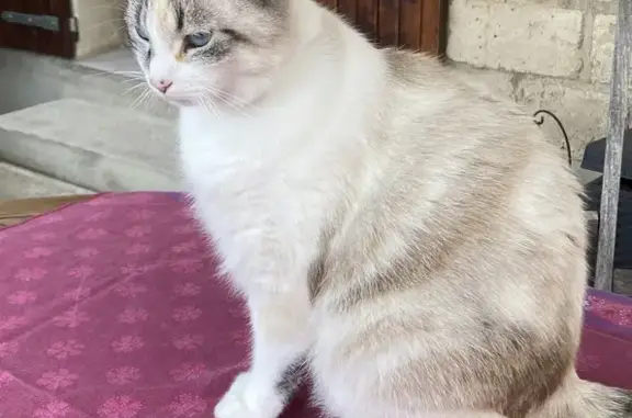 Animaux perdus , photo: Chat Sacré de Birmanie perdu, répond à 