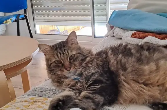 Animaux perdus Marseille Bompard, photo: Chat perdu : Kenzo, 8 ans, avenue Dumas
