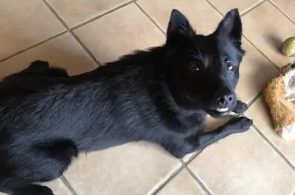 Animaux trouvés Le Lavandou, photo: Chienne noire trouvée à Cavalière, Le Lavandou