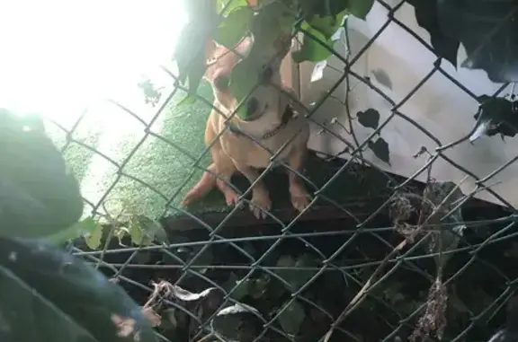 Chienne chihuahua rousse trouvée au Raincy - photo