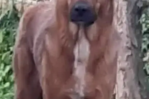Chienne marron craintive perdue à Corcieux - photo
