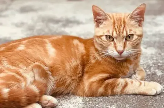 Chat mâle 6 mois trouvé à Saint-Pé-d'Ardet - photo