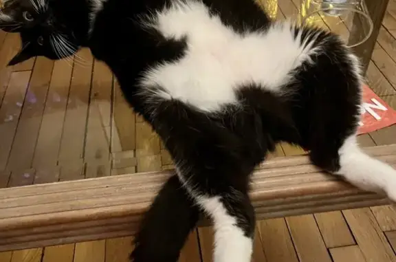 Chat perdu, Chatou, photo: Chat noir et blanc perdu à Chatou, femelle stérilisée