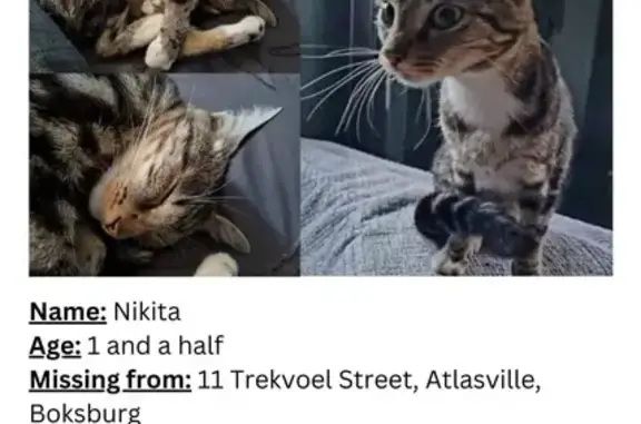 Missing Tabby Cat: White Chest, Boksburg