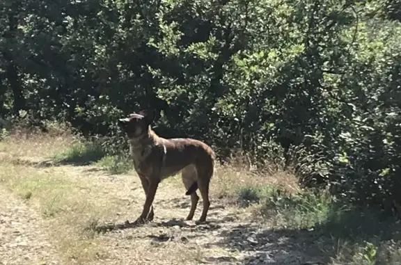 Malinois femelle trouvée à Mauves, Rhône-Alpes - photo