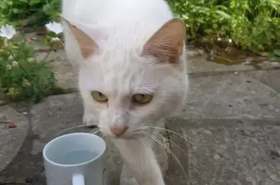 Chatte blanche trouvée à Lille, Rue Blanche - photo
