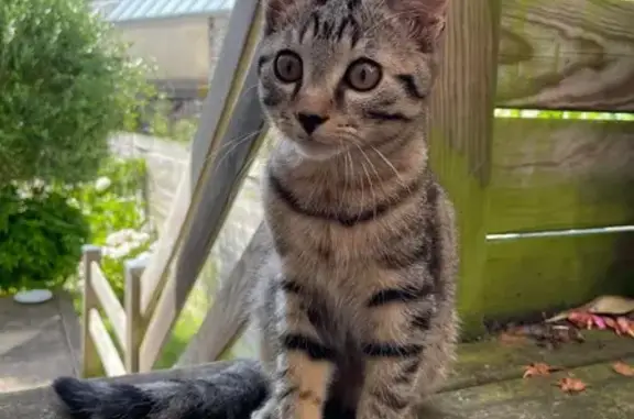 Chat mâle 4/5 mois trouvé à Alençon - photo