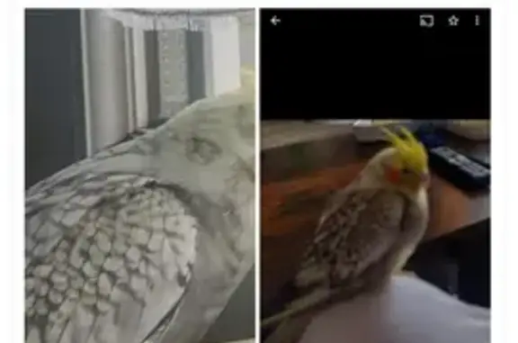 Animaux perdus Le Havre, photo: Calopsitte perdue au Havre, tête jaune