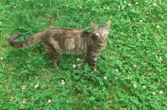 Chatte sociable trouvée à Lucé, très maigre - photo