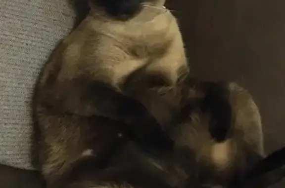 Lost Burmese Cat: Mr Wilson, Joondalup Area