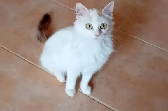 Jeune chatte 6 mois disparue à Bize-Minervois - photo