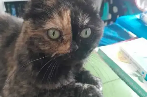 Animaux perdus , photo: Chat disparu à Savine-le-Lac : Aidez-nous !