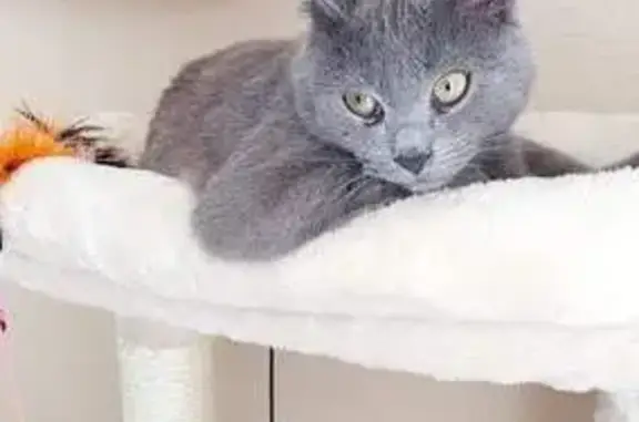 Chat gris mâle castré perdu à Lisieux - photo
