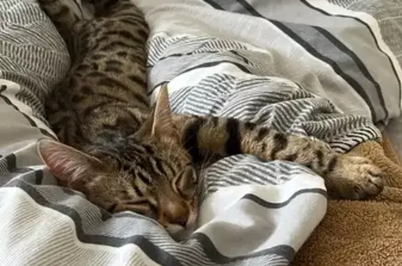 Missing Bengal Kitten Cleo on Blackwatch Rd