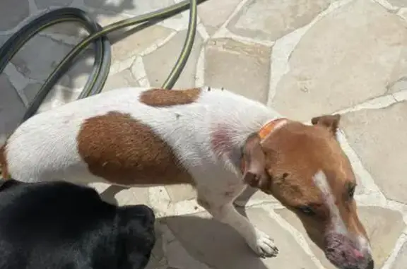 Chien blessé retrouvé à Fontenoy ce midi - photo