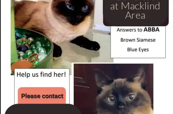 Lost Siamese Cat: Timid, Brown-Tipped, St. Louis