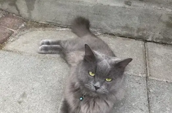 Lost Persian Cat: Grey, Blue Collar - Toronto