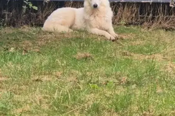 Perdu: Taïga, chienne Berger Blanc Suisse - photo