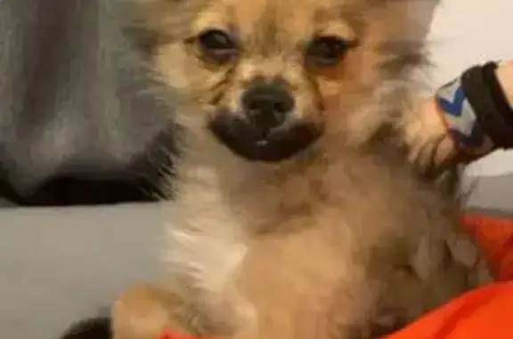 Chien perdu , photo : Chihuahua perdu à Lédignan, Aidez-nous !