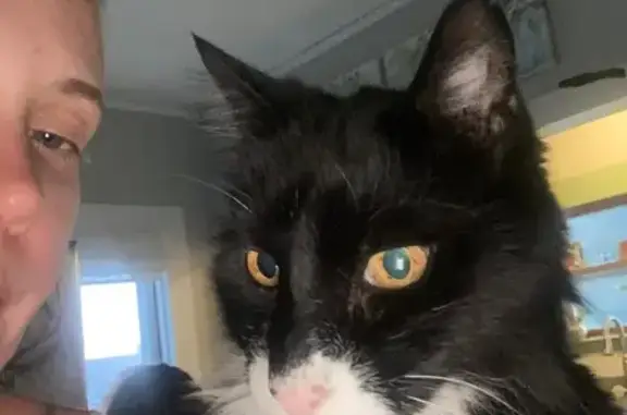 Missing Senior Cat Max: Black & White, Shaved