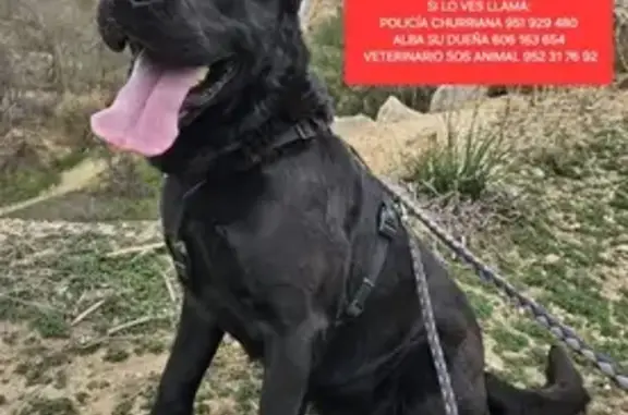 ¡URGENTE! Buscamos a LOBO, Pastor Alemán Mix