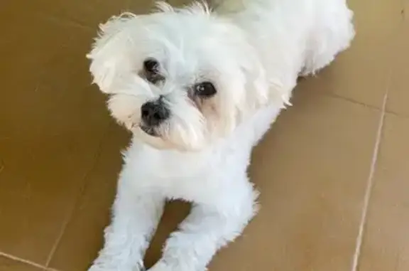 ¡Ayuda! Bichón Maltés Nevado Perdido