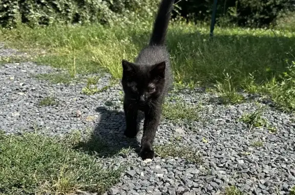 Petit chat noir trouvé à Bourbon-Lancy - photo