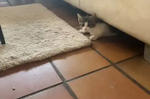 Chaton blanc et gris trouvé à Mandelieu - photo