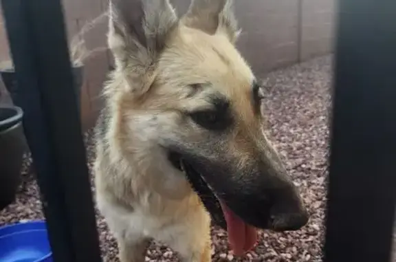 Found: Beautiful German Shepherd in Goodyear