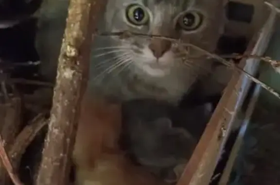 Chatte et ses petits trouvés à La Roche-Vineuse - photo