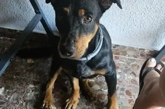 Perros perdidos, , foto: ¡Alerta! Buscamos Perro Negro/Marrón en Torrente