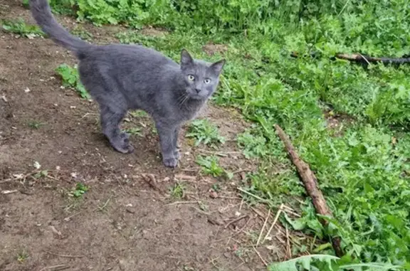 Chat perdu, , photo: Chat gris Chartreux perdu, Rue des Débats