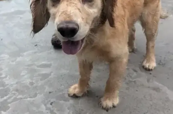 Found Tan Male Dog on Sandtown Rd SW, Atlanta