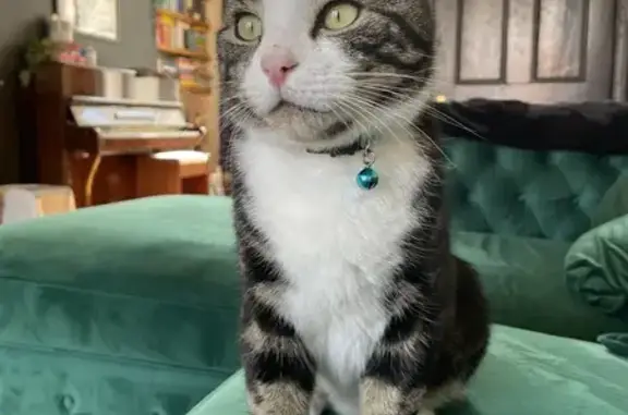 Lost Tabby Cat Pistachio - St Catherine’s Area