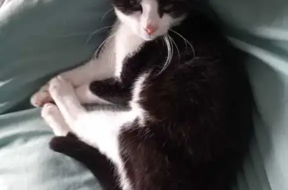 Missing Black & White Cat on Dalmeny St