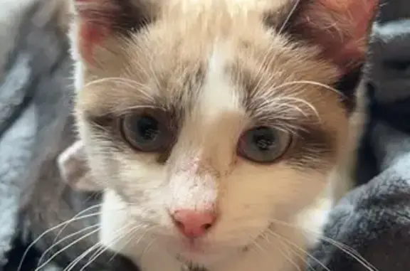Chatte trouvée avec collier, Rue de la Croix Rouge - photo