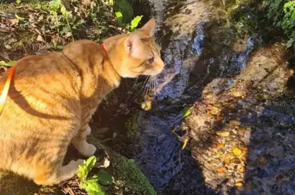 Chat perdu, , photo: Chat tigré roux mâle perdu à La Brède