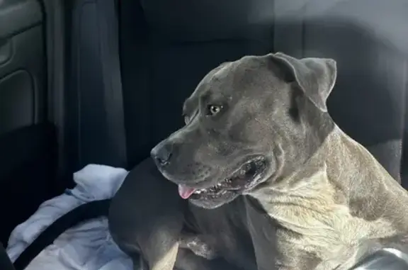 Found Calm Male Pitbull, 3-4 Yrs, Near Miami Truck Stop